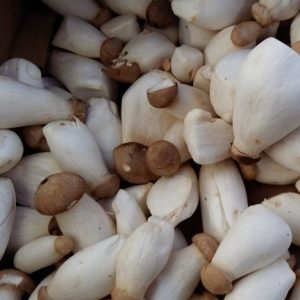 Saturday Farmers’ Market Vendor Feature: Oyster & King Mushrooms