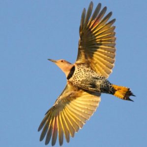 Bird Survey – Vancouver Natural History Society