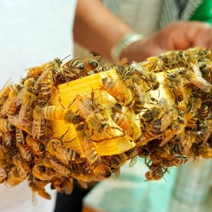 Honeybees Wax Frame Honey Hive Closeup Bee Bees