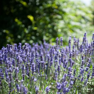 *Cancelled* Plant Walk: Medicinal Herbs, Weeds, and Flowers