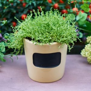 *Waitlist Only* Online Vegetable Gardening in Containers