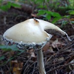 *Online* Grow Your Own Mushrooms Outdoors for Food, Medicine, and Ecological Services