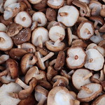 *Online* Grow Your Own Mushrooms for Food and Medicine (Indoor & Balcony/Patio)