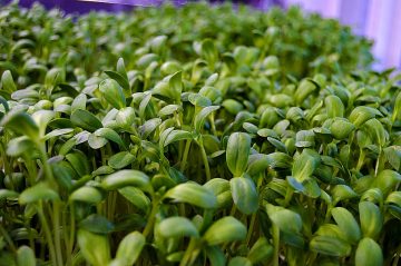 *Online* Growing Sprouts & Microgreens Year Round