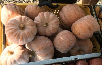 Market Recipe Blog: Autumn Frost Squash with Scallops (with vegetarian option)