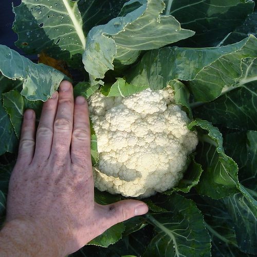 Photo of a hand touching a cauliflower plant.