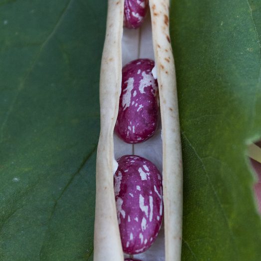 Picture of an open seed pod.
