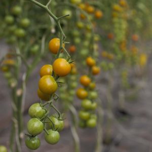 Image of ripening sungold cherry tomatoes on a plant.