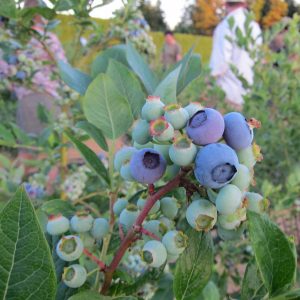 Ripening blueberries