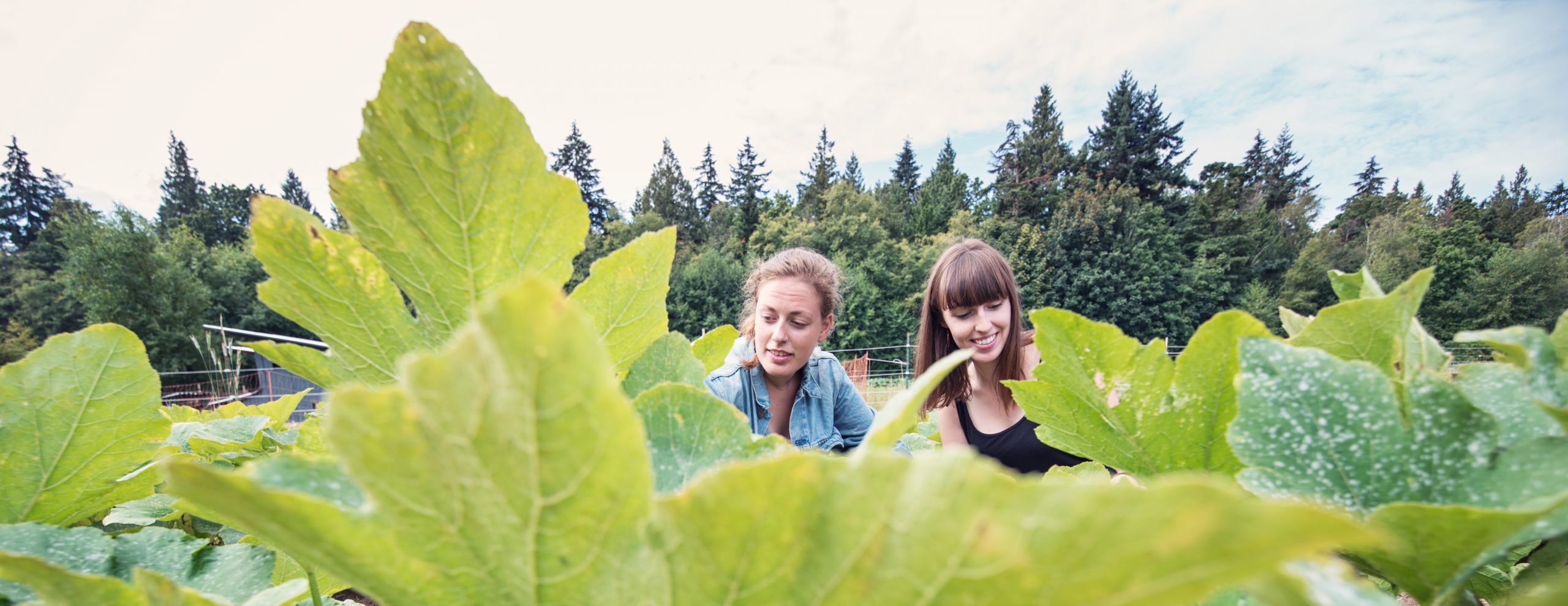 Students in a pumpkin field