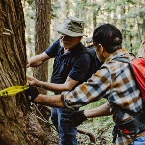 On B.C.’s Sunshine Coast, some of Canada’s oldest living trees escape the chopping block