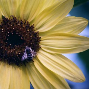 Sunflowers’ invisible colours are revealed: UV bullseye pattern attracts pollinating insects and helps the plant regulate water loss, study reveals