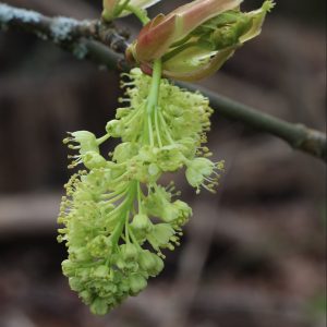 *Online* Spring Foraging: Shoots, Leaves, and Edible Trees