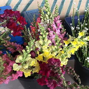 Snapdragon