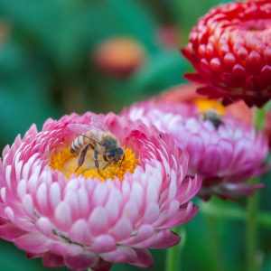 Biodiversity Days 2023: Pollinator Walk at UBC Farm