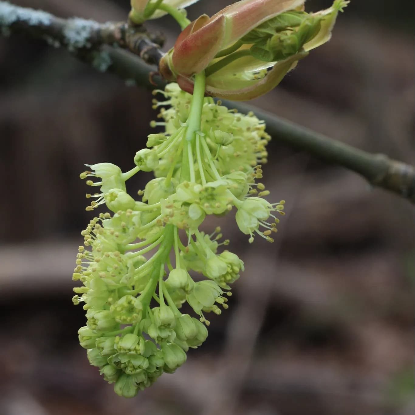 Don’t Miss Out on the ‘Spring Foraging’ Workshop with Chef Robin Kort ...