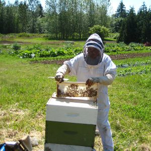 B.C. honey bee keepers lost 32% of colonies over winter – which is higher than normal
