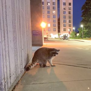 Raccoon on the streets at night at UBC