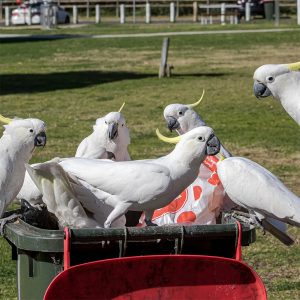 Cockatoos sitting on a garbage bin