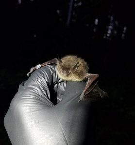 A bat being held by a gloved hand at nighttime.