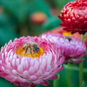 Bee pollinating a pink flower