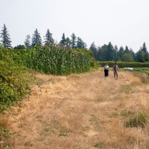 Dry fields at the UBC Farm in summer