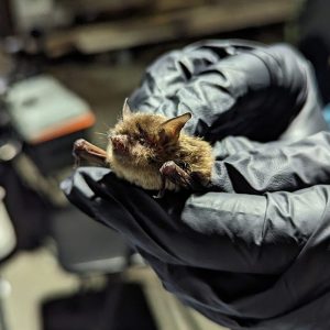 Bat being held by hands in a research lab