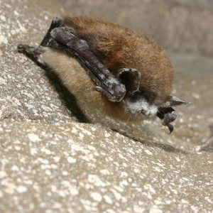 Little brown bat with white-nose syndrome.
(Photo: Al Hicks, New York Department of Environmental Conservation)
