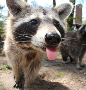 Trash pandas: Volunteer your backyard for a UBC raccoon study 