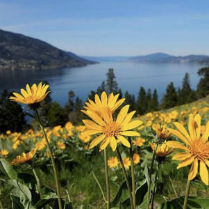 ‘The land will be lost forever:’ Okanagan is one of the most endangered ecosystems in Canada