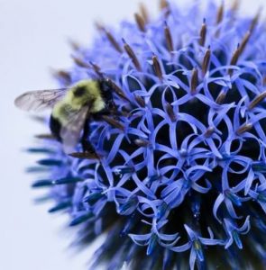 The underappreciated benefits of wild bees 