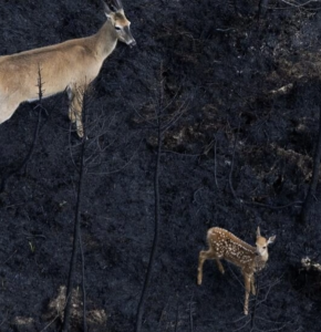 Canada’s wildfires take devastating toll on wildlife  