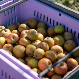 Apple Season at the UBC Farm Saturday Market – Apple Tasting by Donation