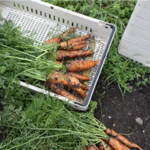 UBC Farm- egg washer