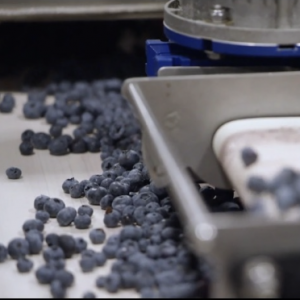 Sustainable packaging made from blueberries