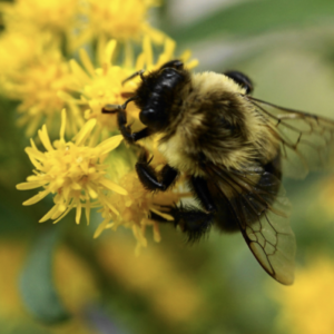 Introduced bumble bee dominates Lower Mainland pollinator surveys