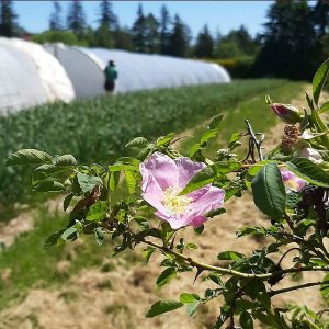 Wild rose in the foreground with a farm field and hoop houses in the background