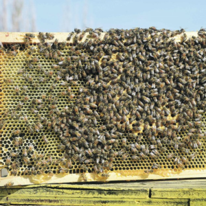 Lots of bee's on a screen