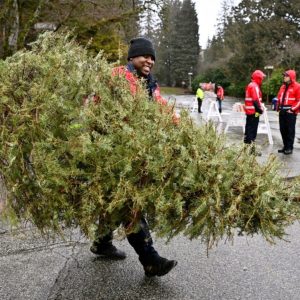 A person carrying Christmas tree