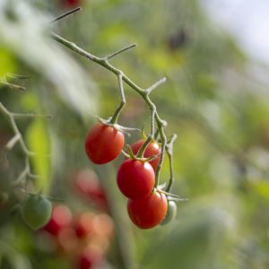 Grow Your Own Food