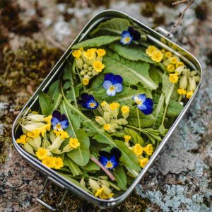 Ultimate Foraging for Beginners