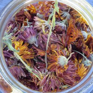 Pollinator Picnic